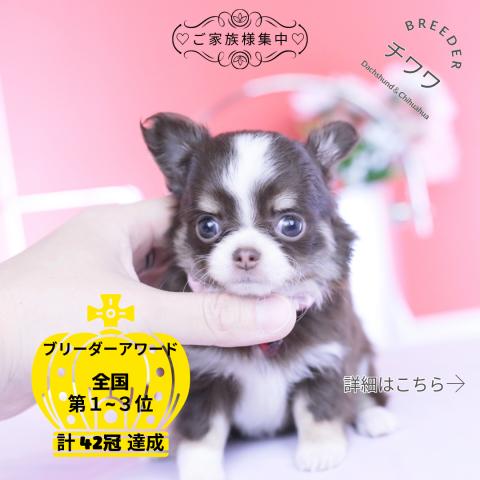 チワワ　ロング