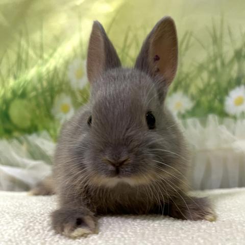 ネザーランドドワーフ