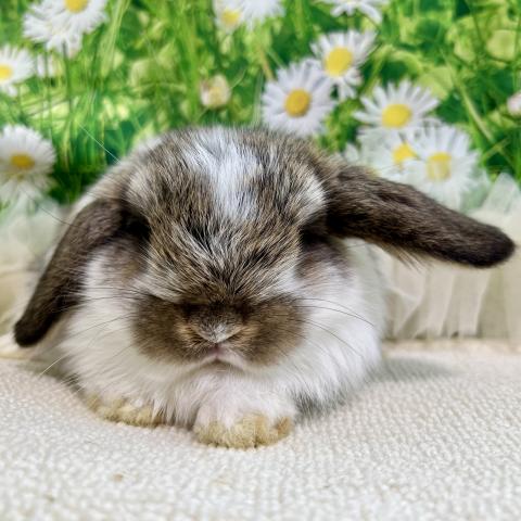 ホーランドロップ