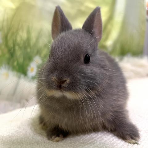 ネザーランドドワーフ