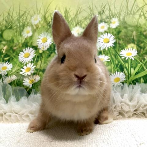 ネザーランドドワーフ