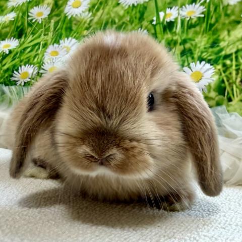 ホーランドロップ