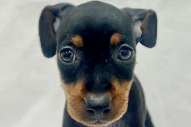 ミニチュアピンシャー