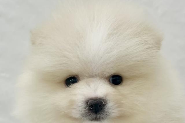 ポメラニアン