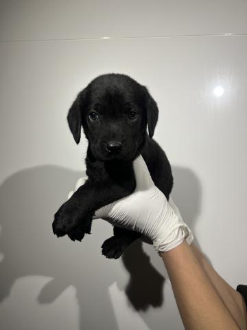 ラブラドールレトリーバー2567