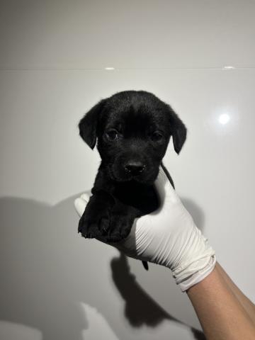 ラブラドールレトリーバー1302