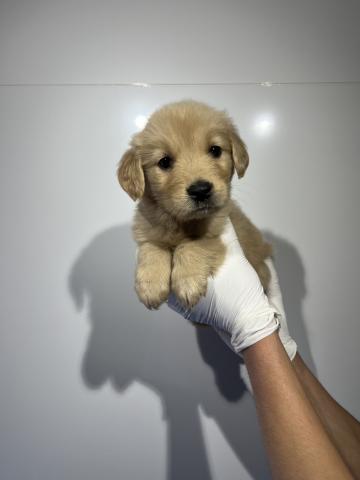 ゴールデンレトリーバー8909