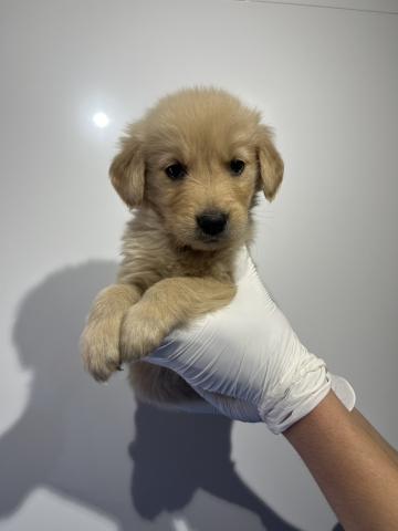 ゴールデンレトリーバー0885