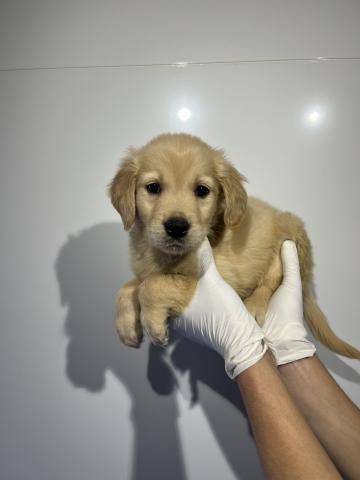 ゴールデンレトリーバー0474