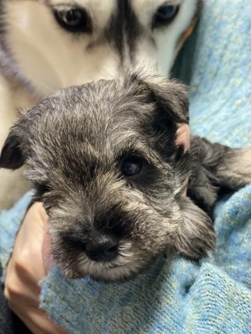 ミニチュアシュナウザー