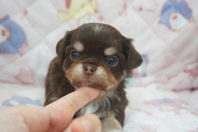 チワワ（ロングコート）