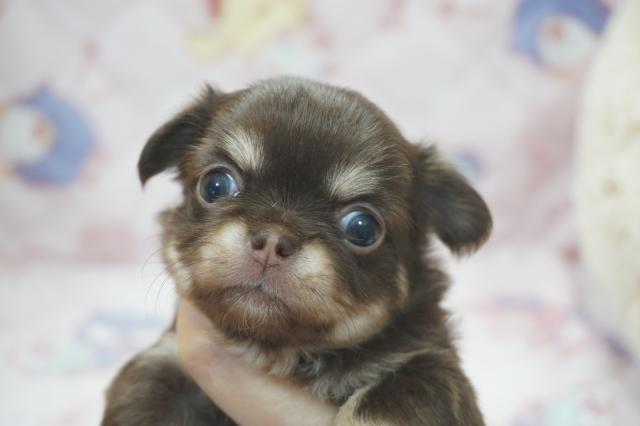 チワワ（ロングコート）