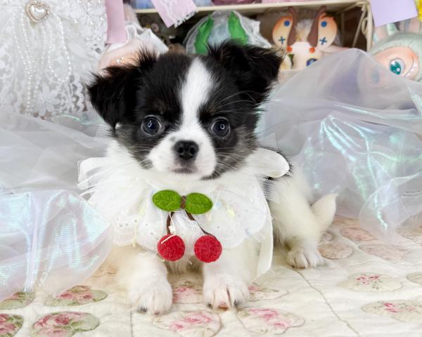 チワワ（ロングコート）