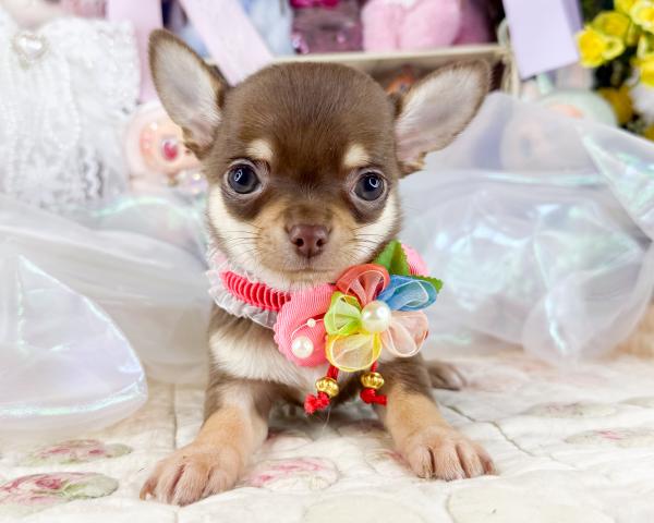 チワワ(スムースコート)