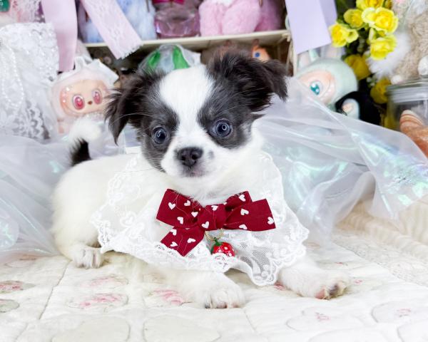 チワワ(ロングコート)