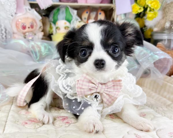 チワワ(ロングコート)