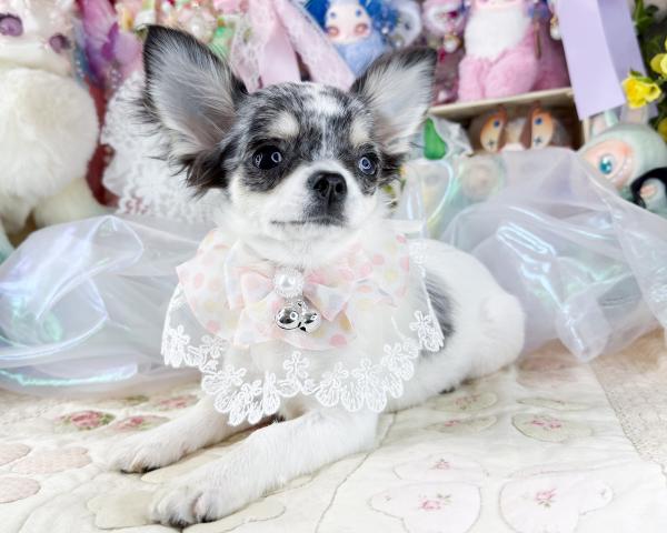 チワワ(ロングコート)