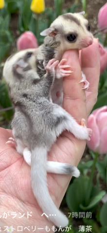 フクロモモンガ 