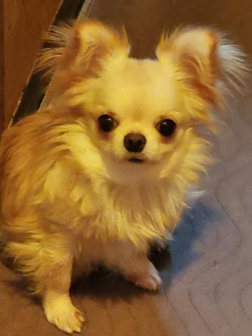 チワワ(ロングコート)