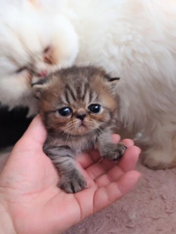 エキゾチックショートヘアー