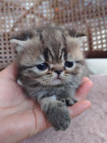 エキゾチックショートヘアー