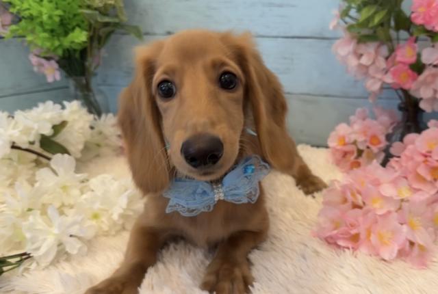 ミニチュアダックスフンド