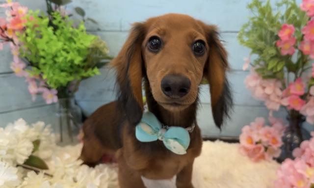 ミニチュアダックスフンド