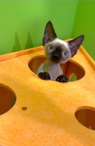 デボンレックス