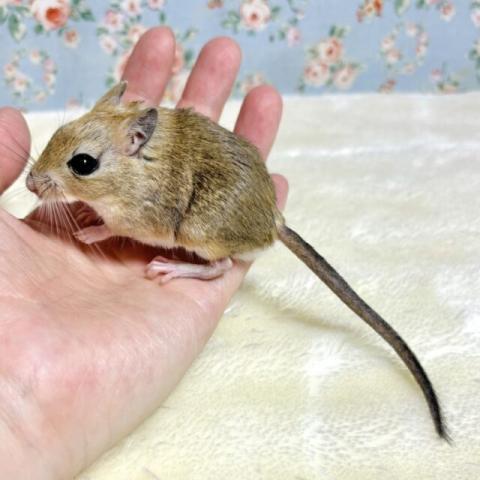 ジャイアントジャービルベビー☘️