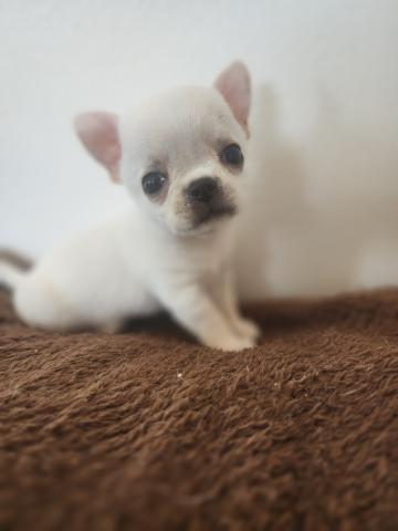 チワワ(スムースコート)