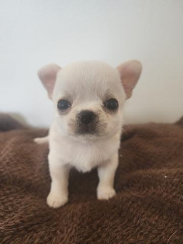 チワワ(スムースコート)