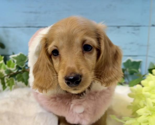 ミニチュアダックスフンド