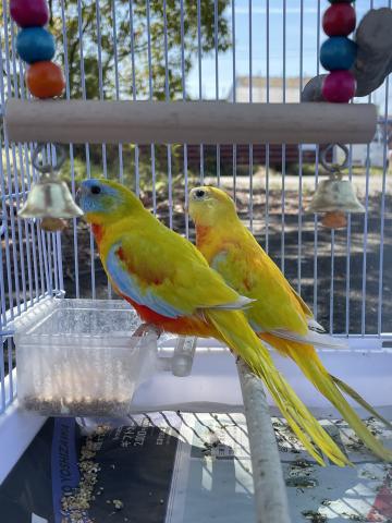 手のりキキョウインコ