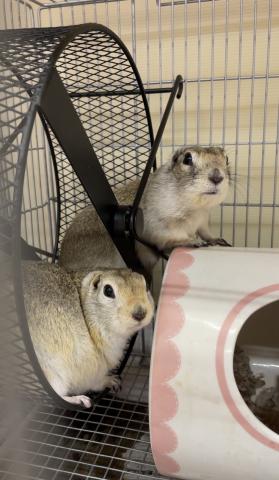 リチャードソンジリス(ペア)