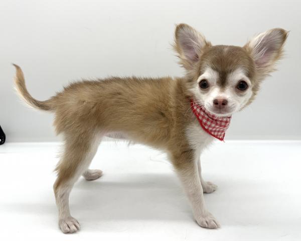 チワワ（ロングコート）