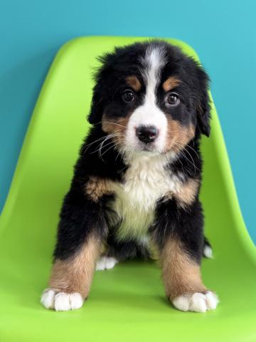 バーニーズマウンテンドッグ4253