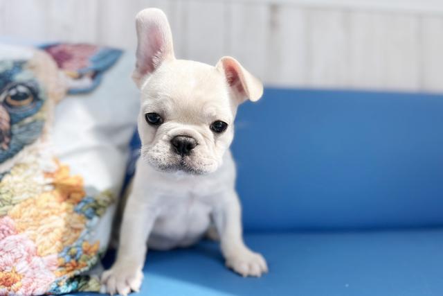 フレンチブルドッグ