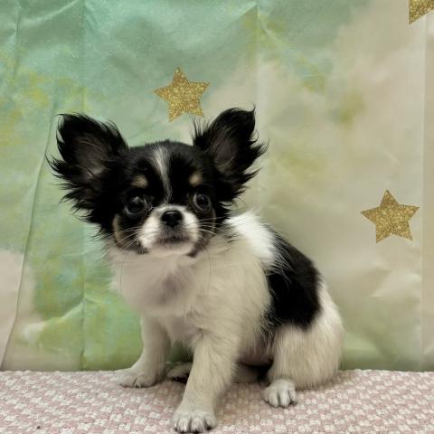 チワワ(ロングコート)