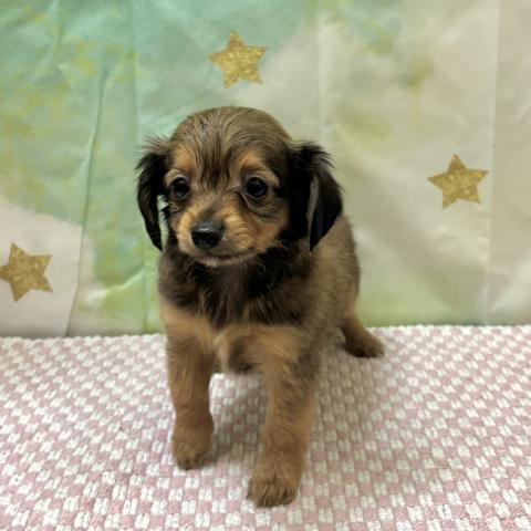 チワワ×ダックス