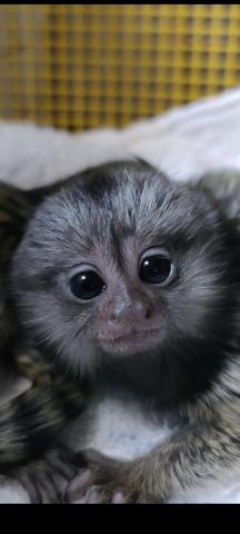 コモンマーモセット