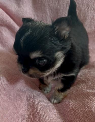 チワワ（ロングコート）