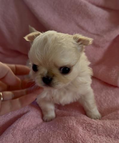 チワワ（ロングコート）