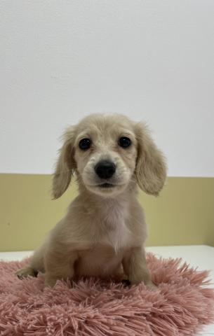 カニンヘンダックスフンド