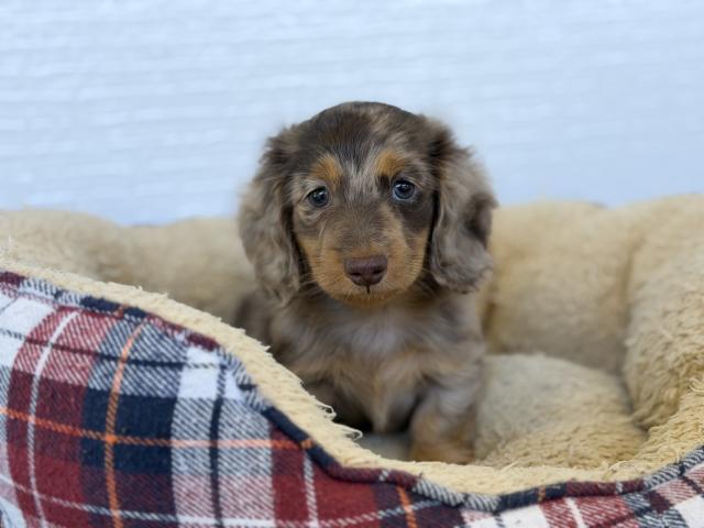 カニンヘンダックスフンド