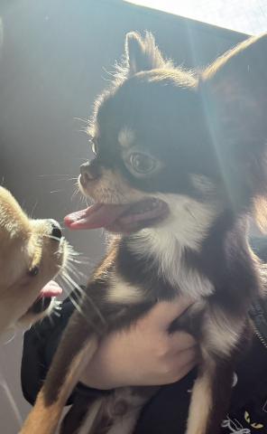 チワワ(ロングコート)