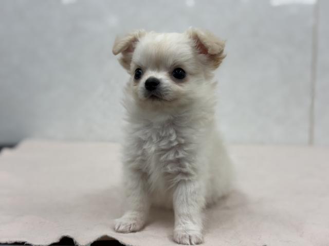 チワワ(ロングコート)