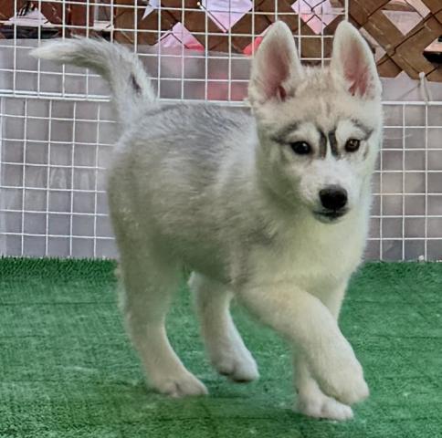 シベリアンハスキー