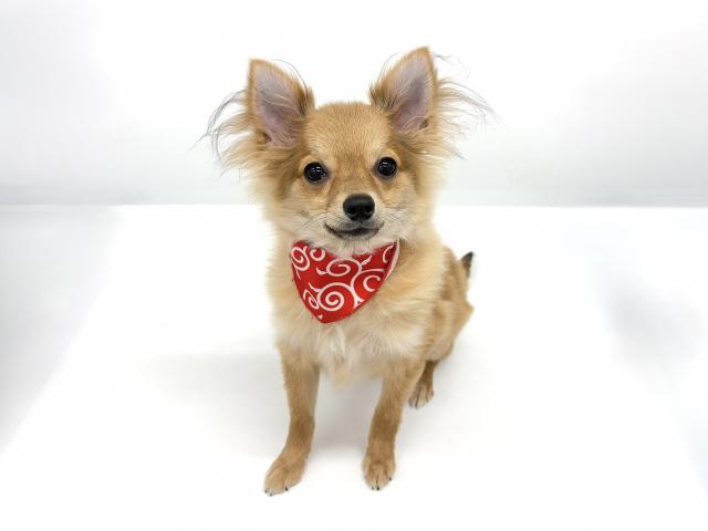 MIXチワワ×ポメラニアン