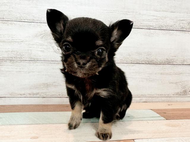 チワワ(ロングコート)