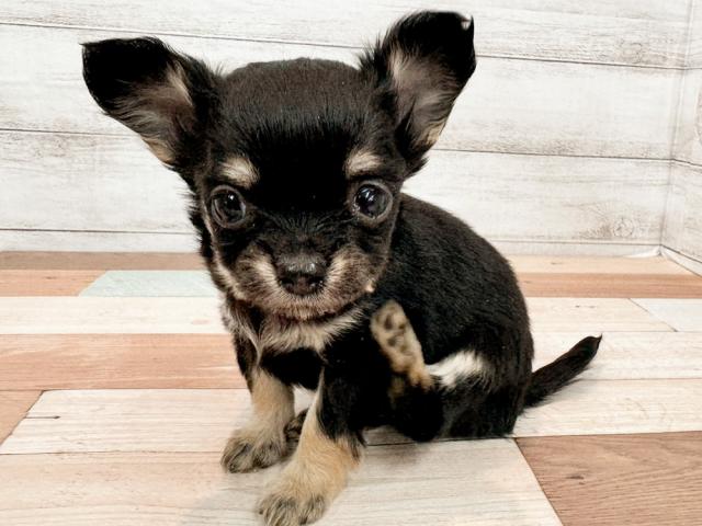 チワワ(ロングコート)